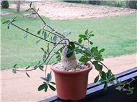 495db44c-fockea edulis.JPG